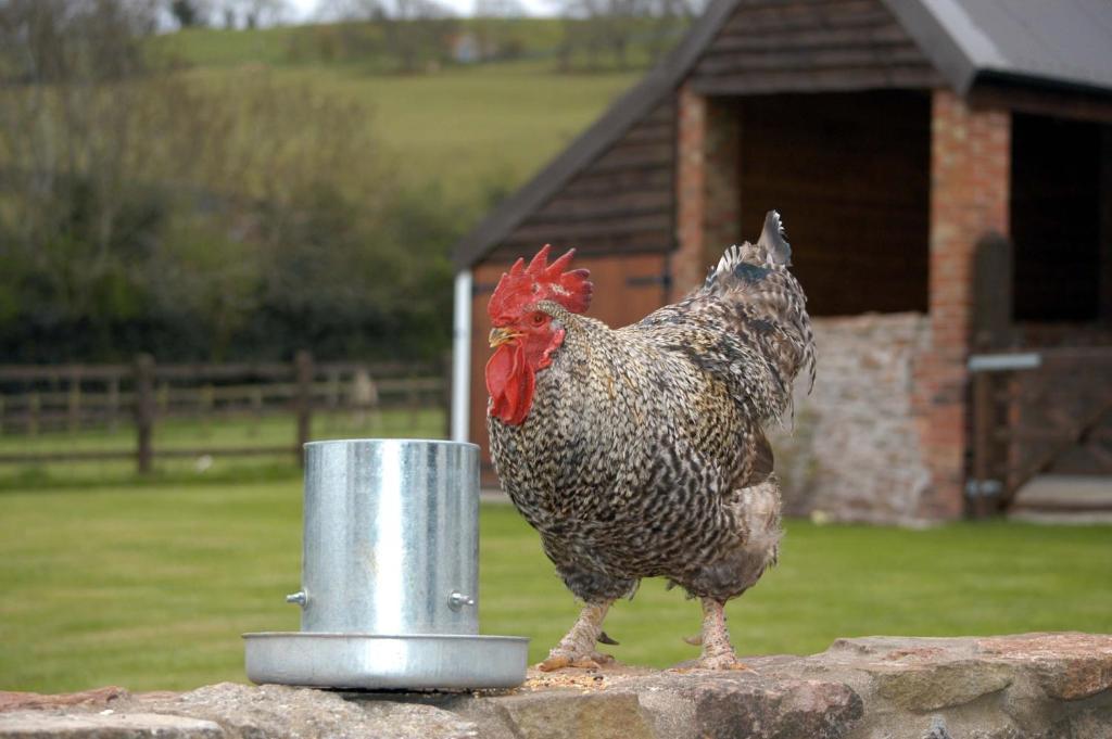 School Farm Bed & Breakfast Blagdon Rom bilde