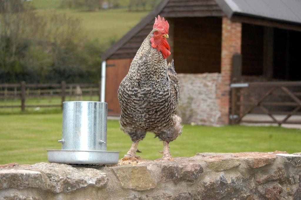 School Farm Bed & Breakfast Blagdon Eksteriør bilde